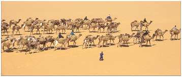 trans saharan caravan